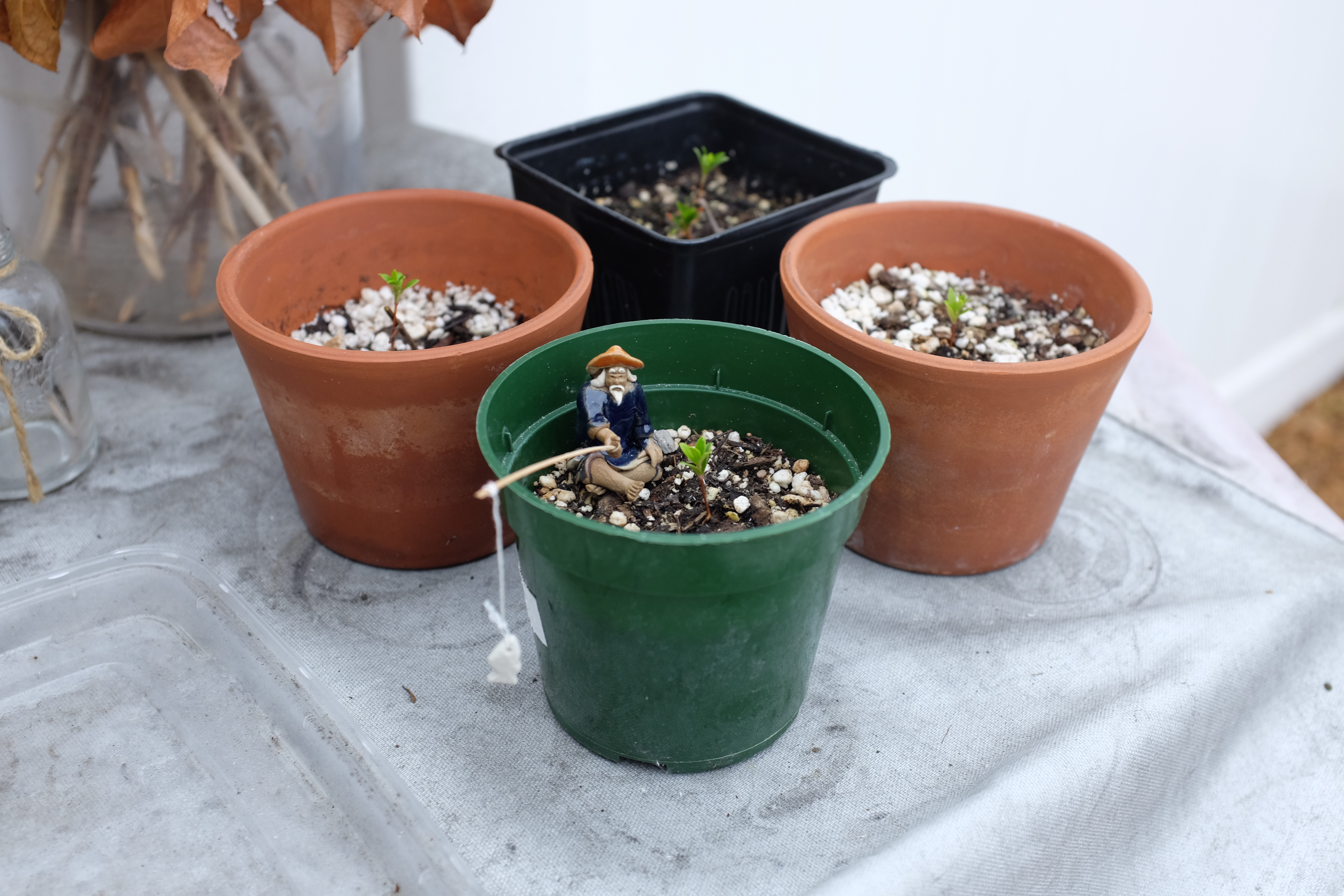 Feijoa sellowiana seedling photo 1