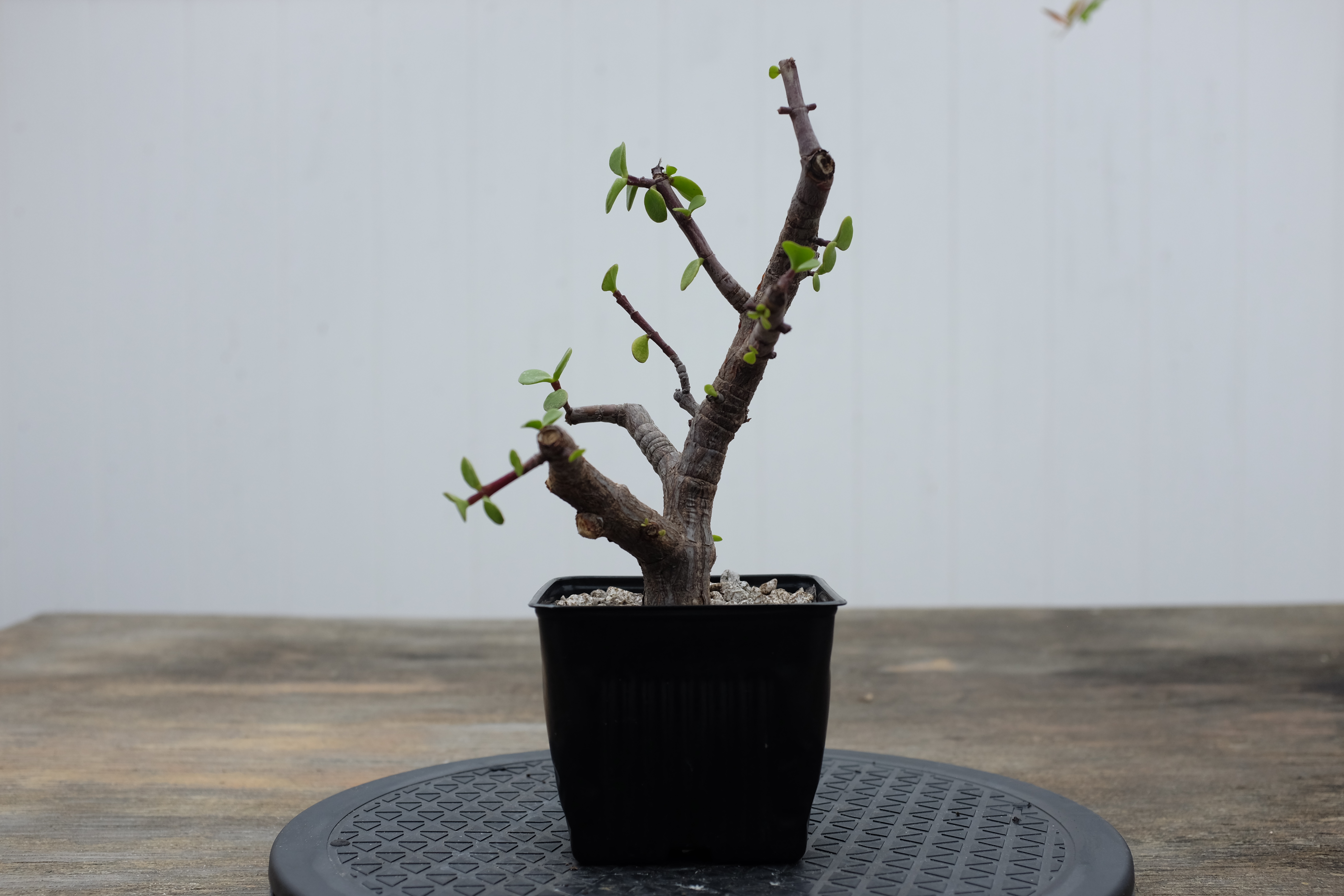 Portulacaria afra 2 photo 1