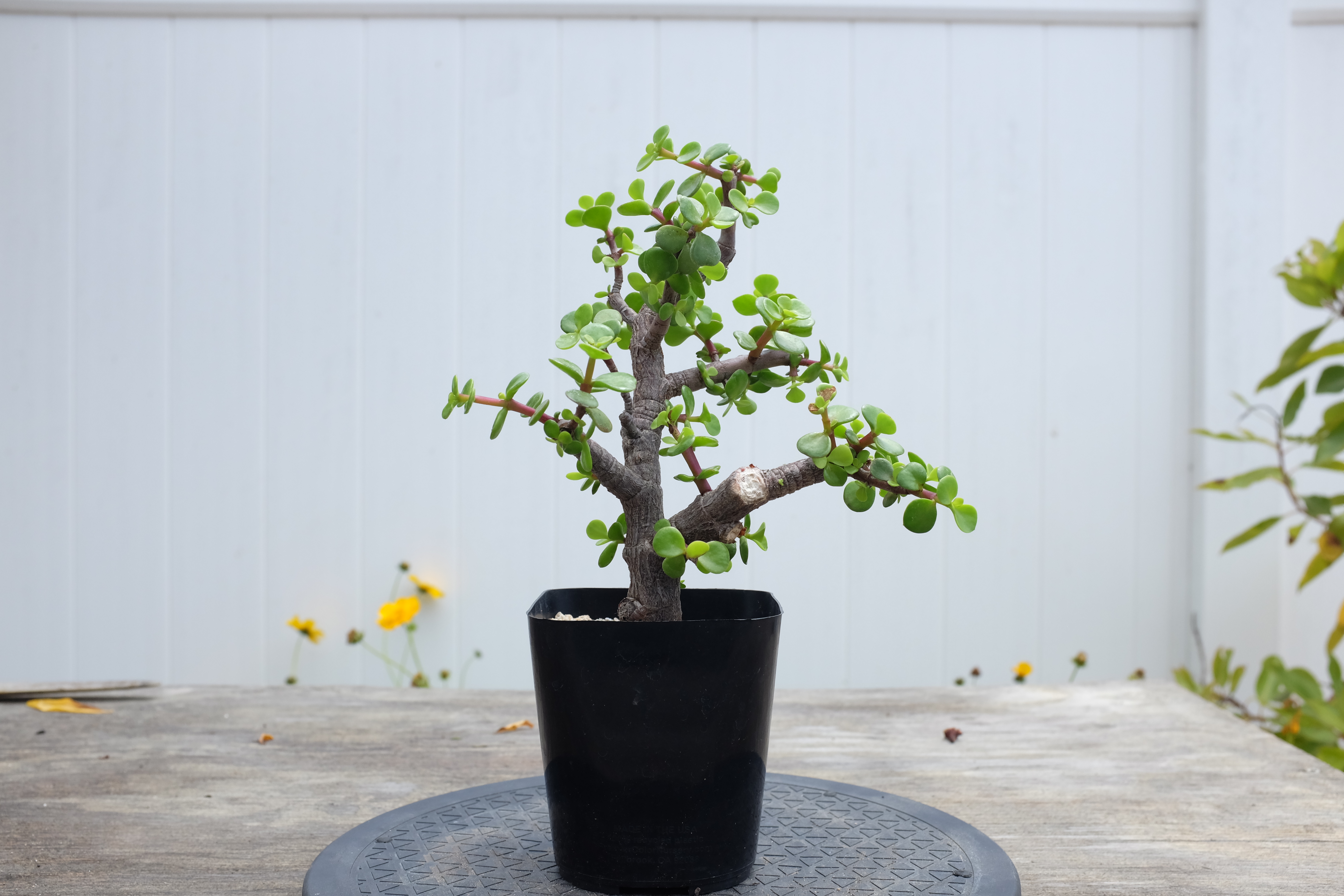 Portulacaria afra 2 photo 4