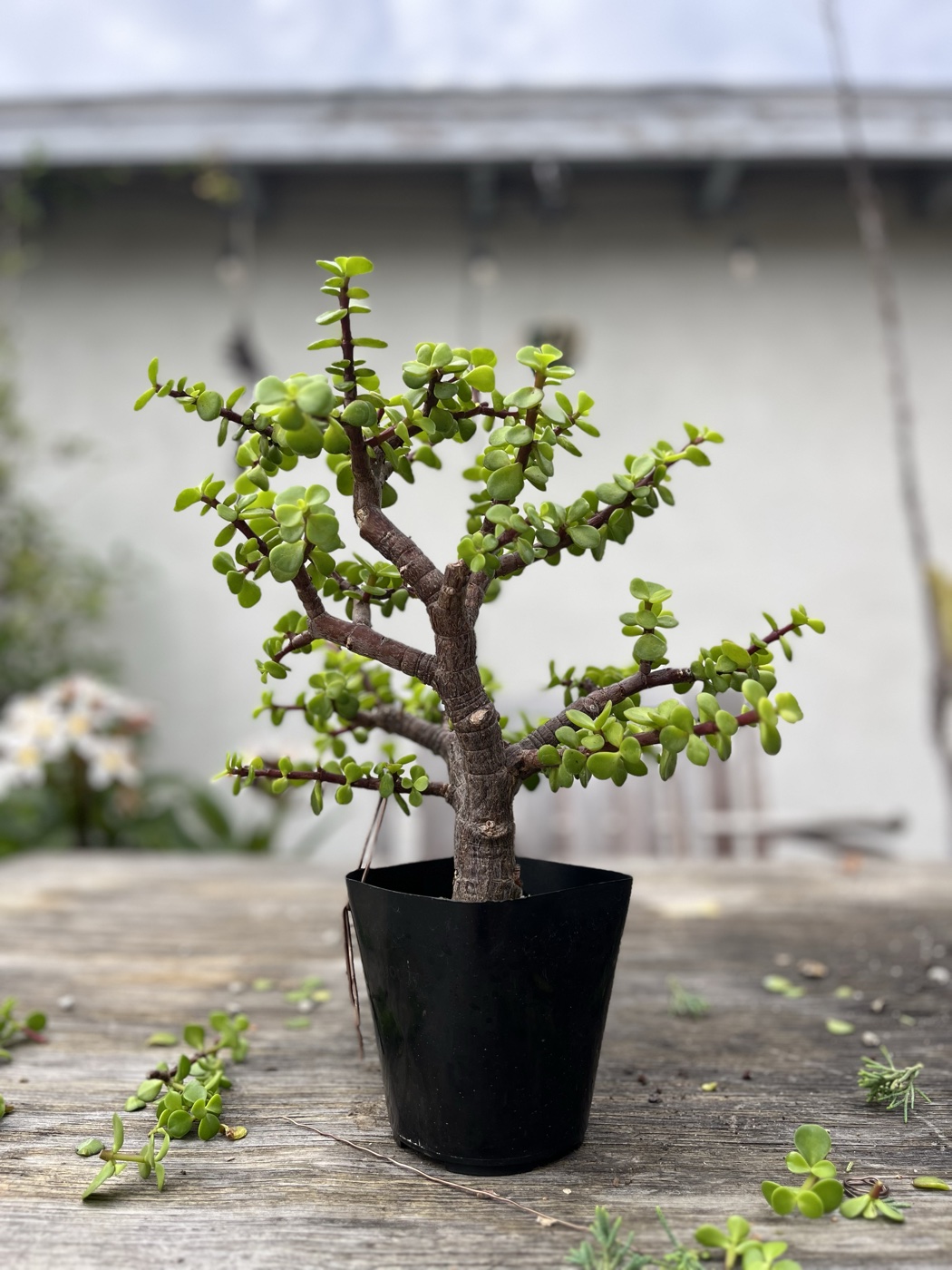 Portulacaria afra 2 photo 7