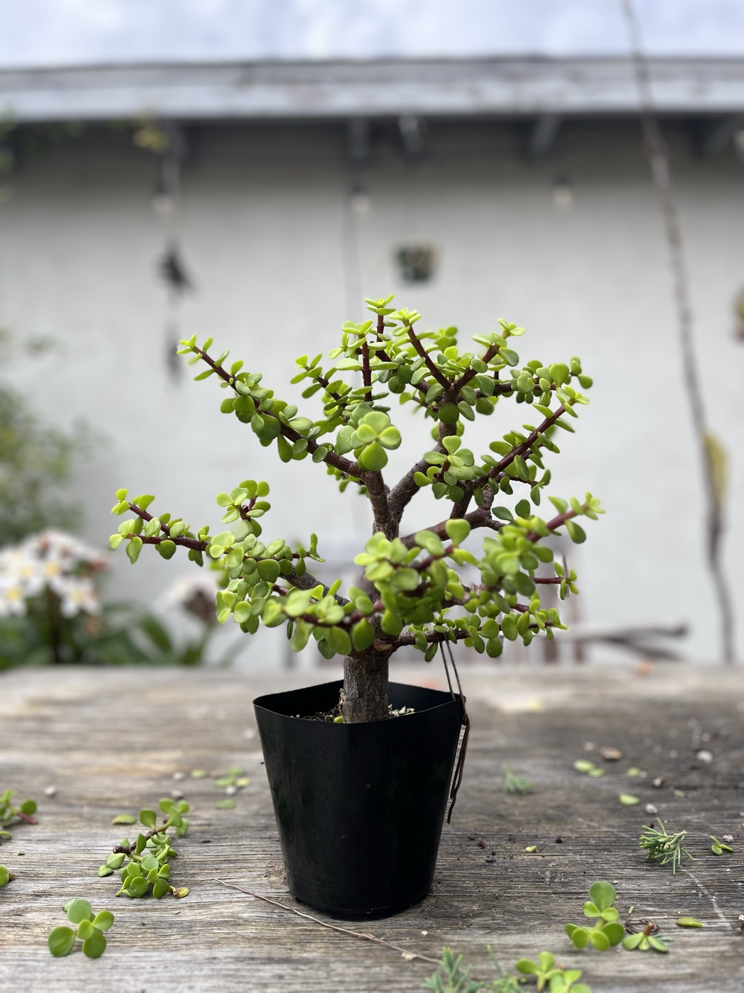 Portulacaria afra 2 photo 8