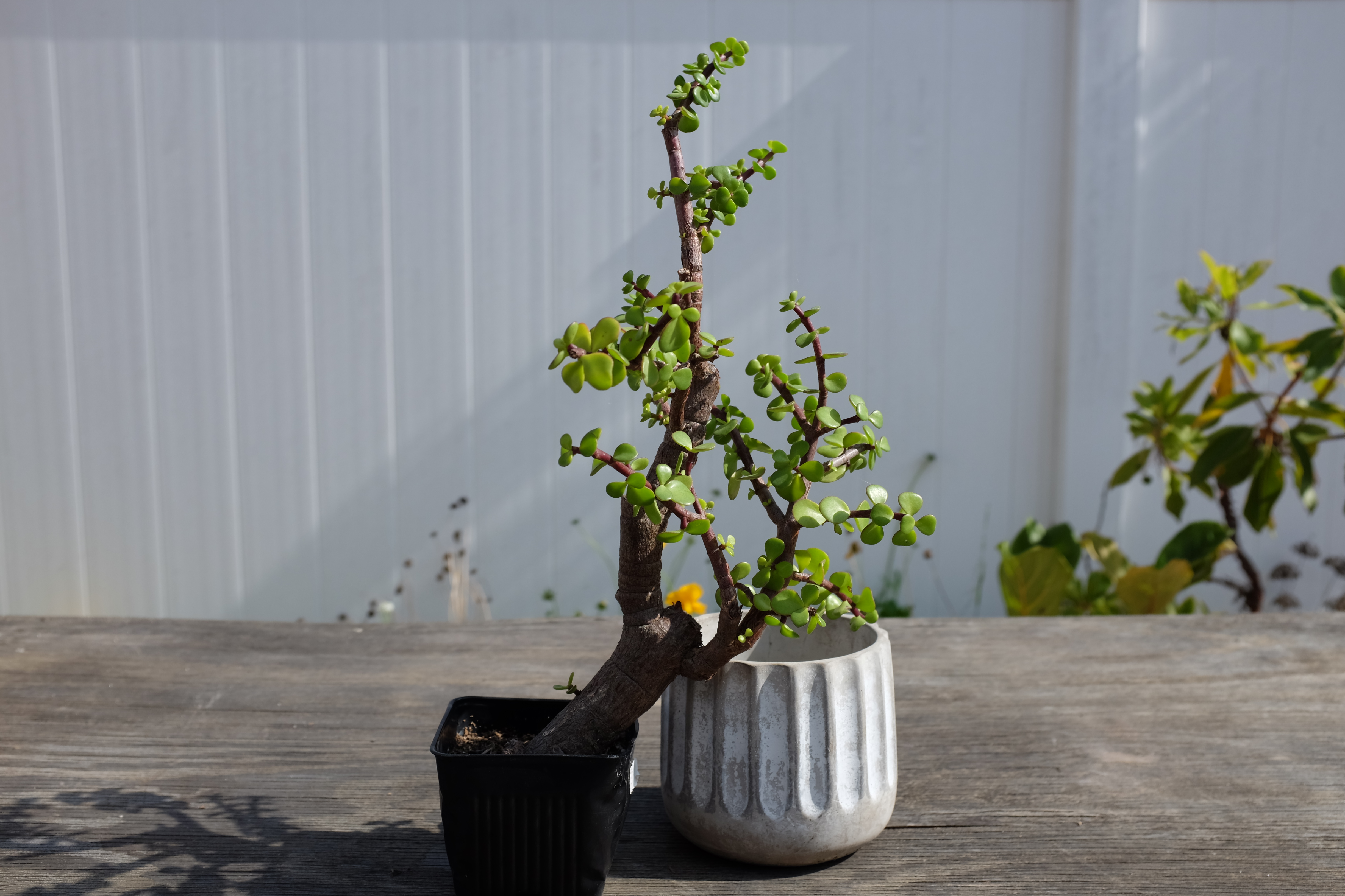 Portulacaria afra 3 photo 4