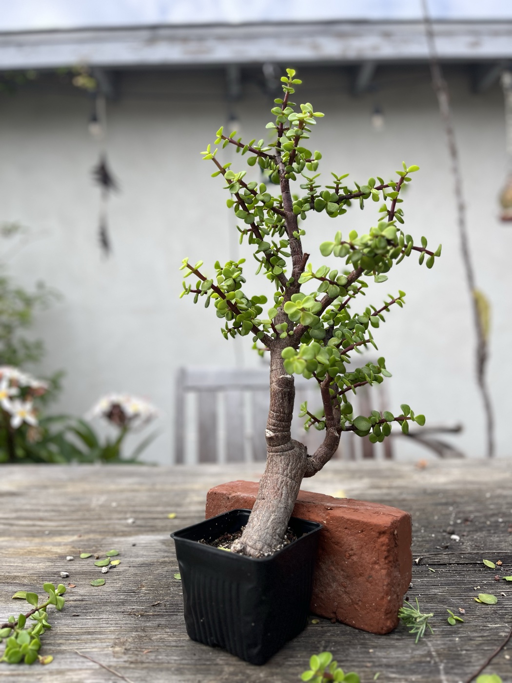 Portulacaria afra 3 photo 5
