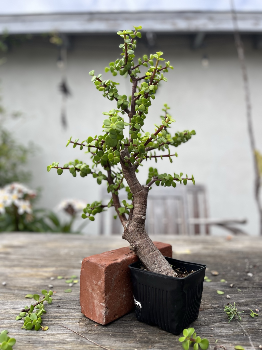 Portulacaria afra 3 photo 6