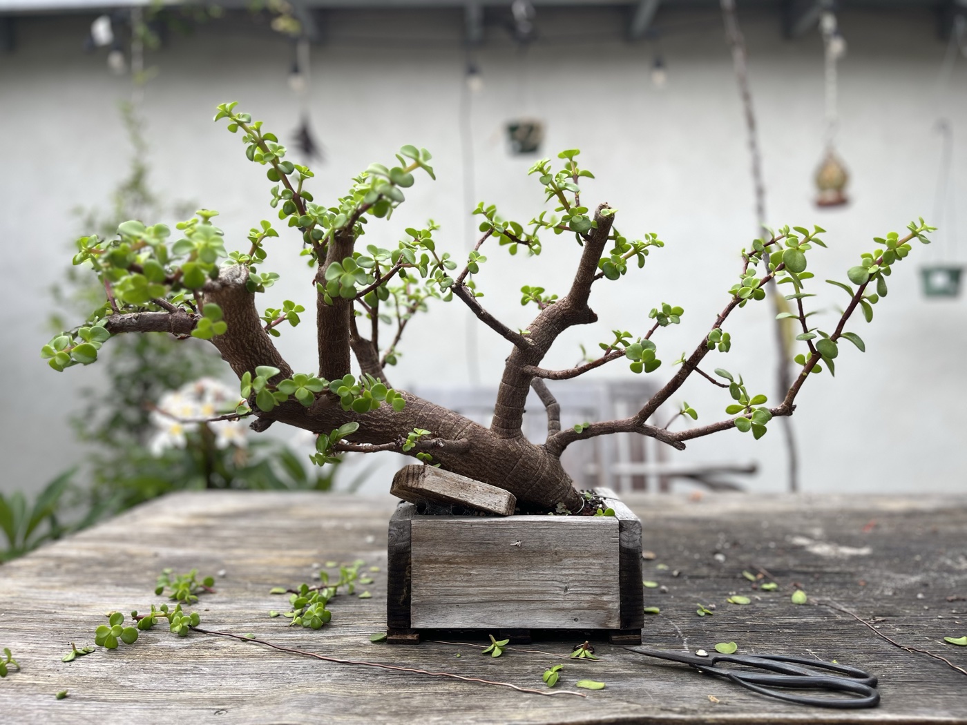 Portulacaria afra 4 photo 1