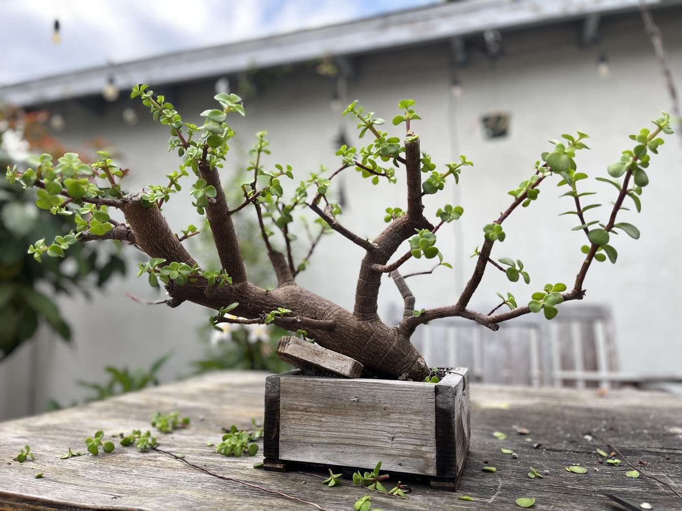 Portulacaria afra 4 photo 2