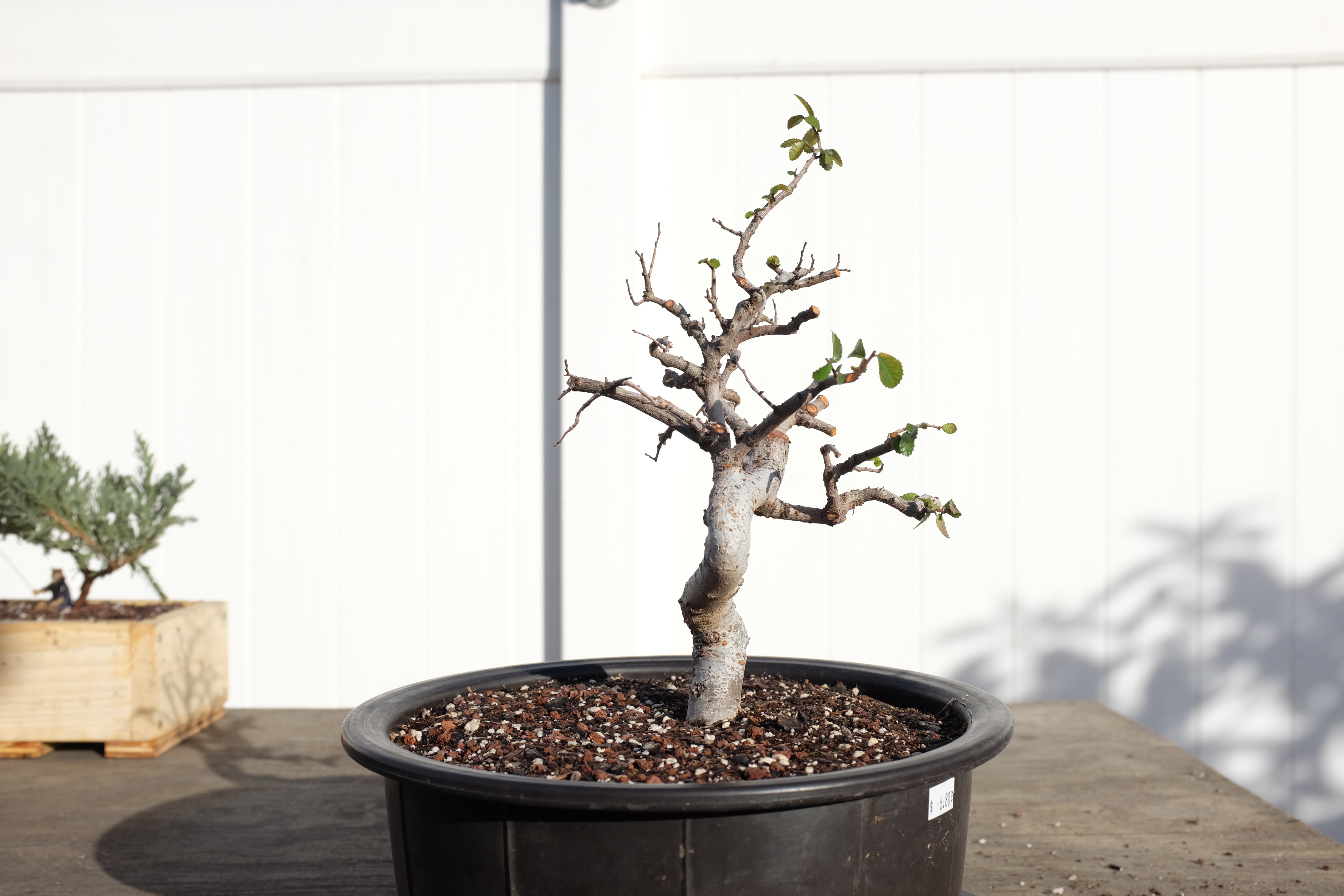 Chinese elm 1 photo 10