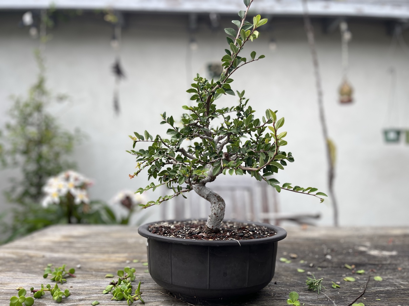 Chinese elm 1 photo 22