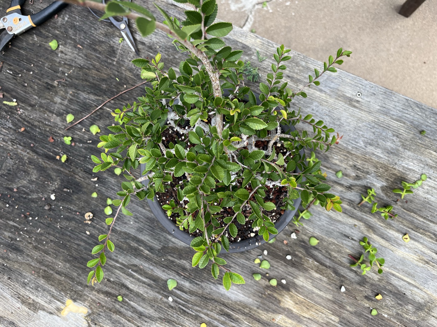 Chinese elm 1 photo 23