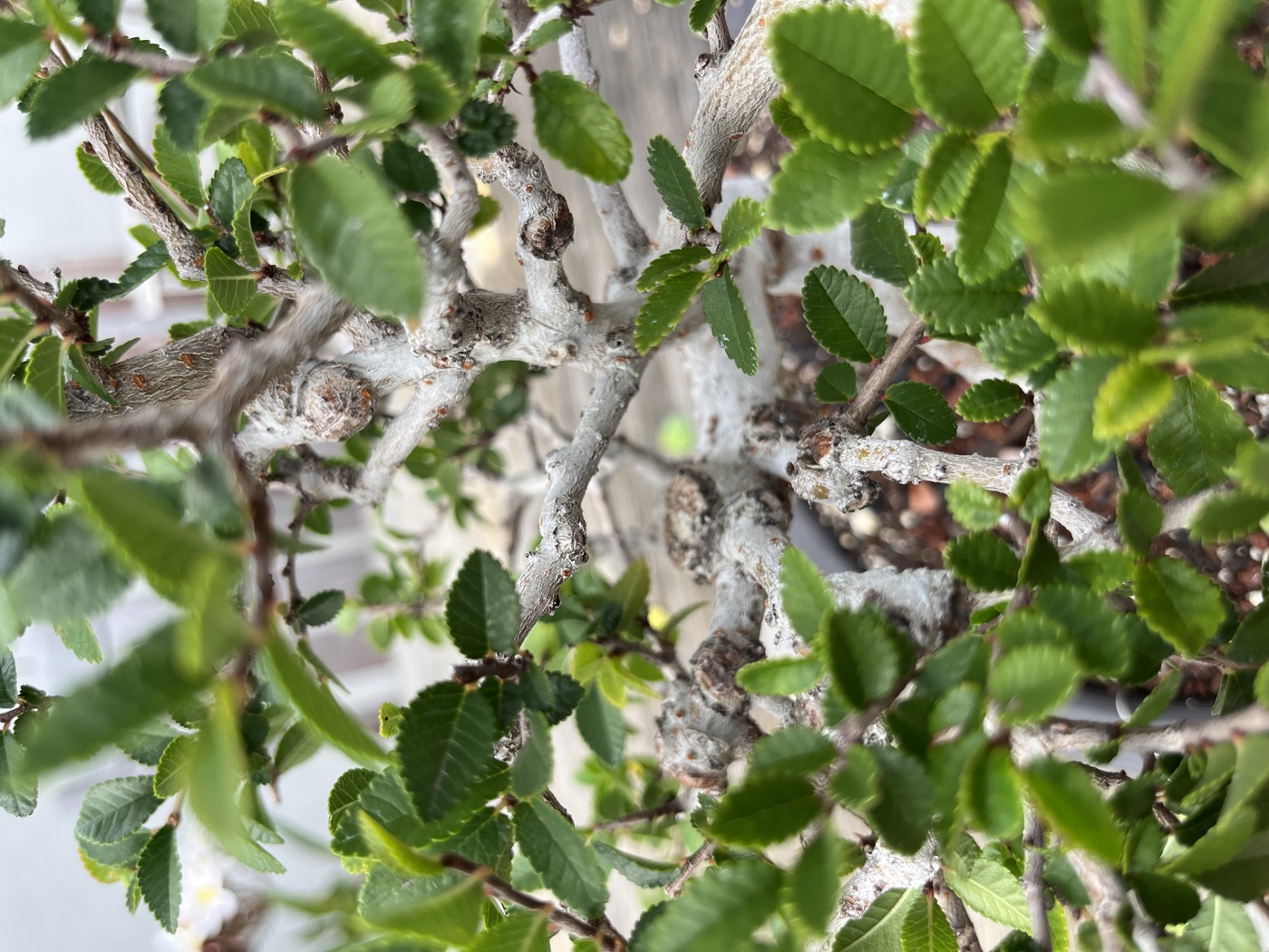 Chinese elm 1 photo 24